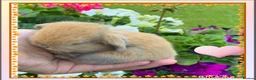 Mini Lop rabbits for sale: Gorgeous purebred baby mini lops ready to reserve - Advert 17