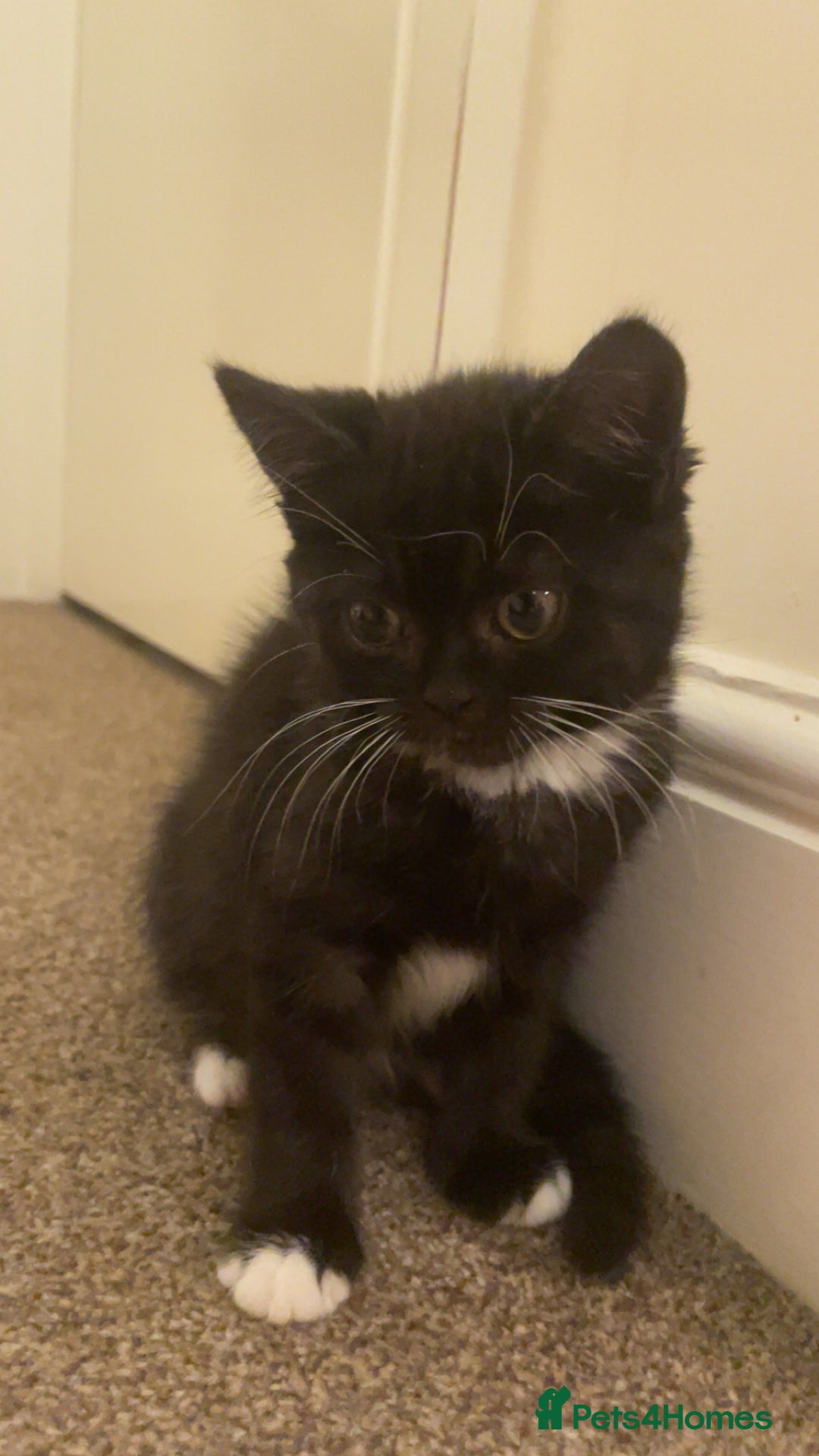 Persian cats for sale: 3 beautiful Persians for sale in Cheltenham - Image 5