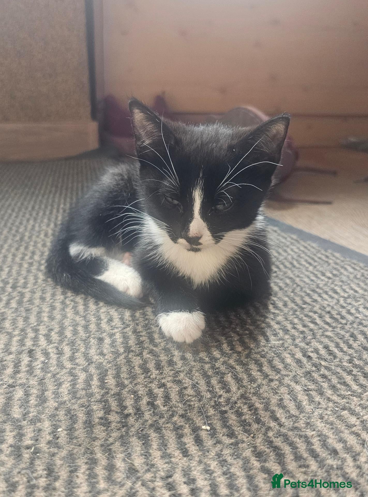 Mixed Breed cats Only 2 girls left 🐾 - Advert 1