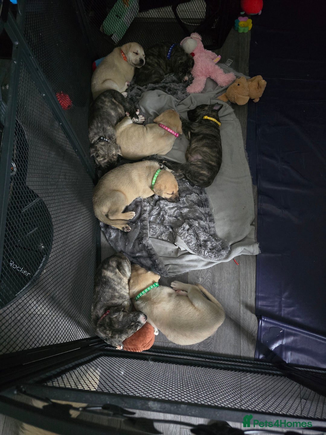 Mixed Breed dogs for sale: PEBBLES LEFTGerman shepherd cross puppies - Image 21