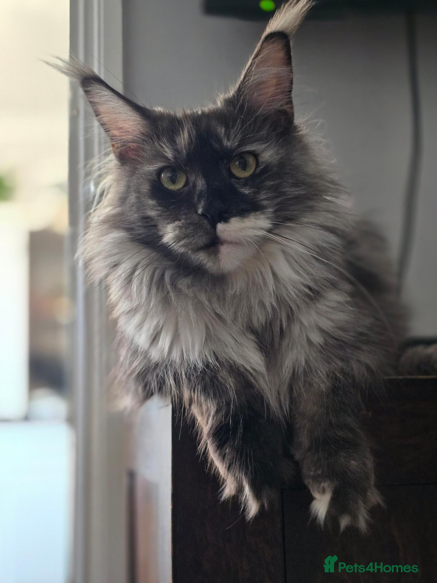 Maine Coon cats Beautiful Mainecoon female - Advert 2