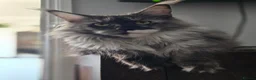 Maine Coon cats for sale: Beautiful Mainecoon female - Advert 2