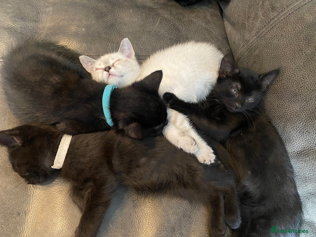 Mixed Breed cats for sale: X Siamese Adorable Kittens (white reserved now) - Image 3