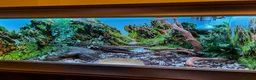 Snake reptiles for sale: slightly pied ball python  in Torquay - Advert 8