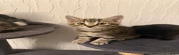 Mixed Breed cats for sale: Litter of 4 affectionate and playful cats  - Advert 9