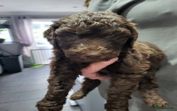 Labradoodle dogs for sale: Large standard labradoodles - Image 26