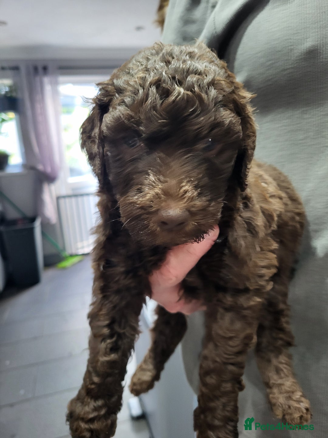 Labradoodle dogs for sale: Large standard labradoodles - Image 26
