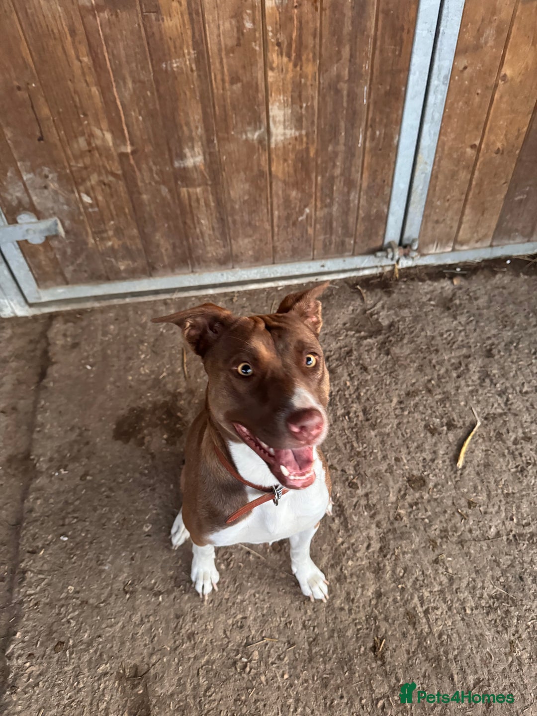 Mixed Breed dogs for sale: Mixed breed- free to a good home!! - Image 1