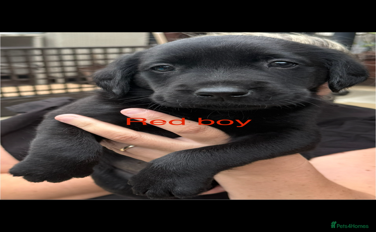 Labrador Retriever dogs - Advert 6