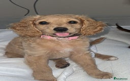 Cocker Spaniel dogs for sale: working line cocker spaniel  - Image 2