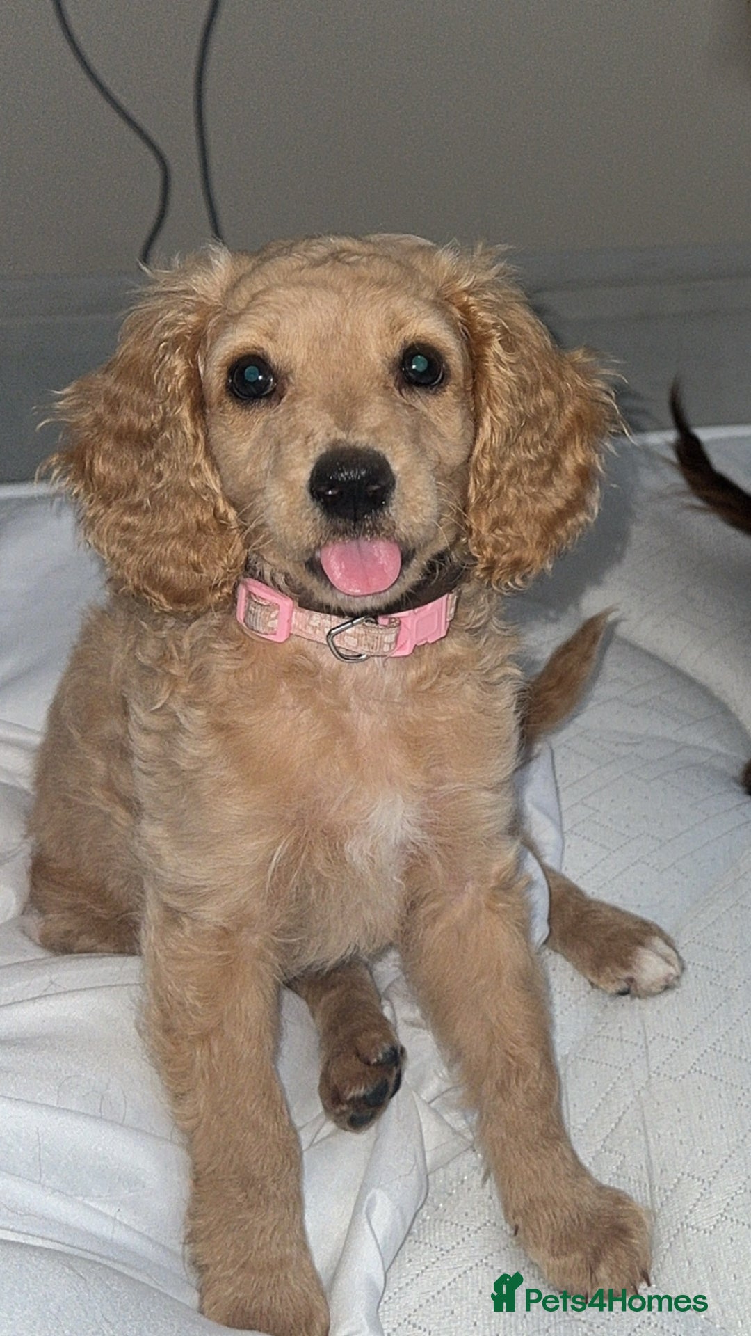Cocker Spaniel dogs for sale: working line cocker spaniel  - Image 2