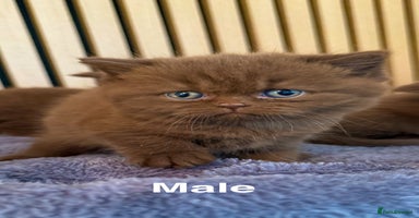 British Shorthair cats - Advert 3