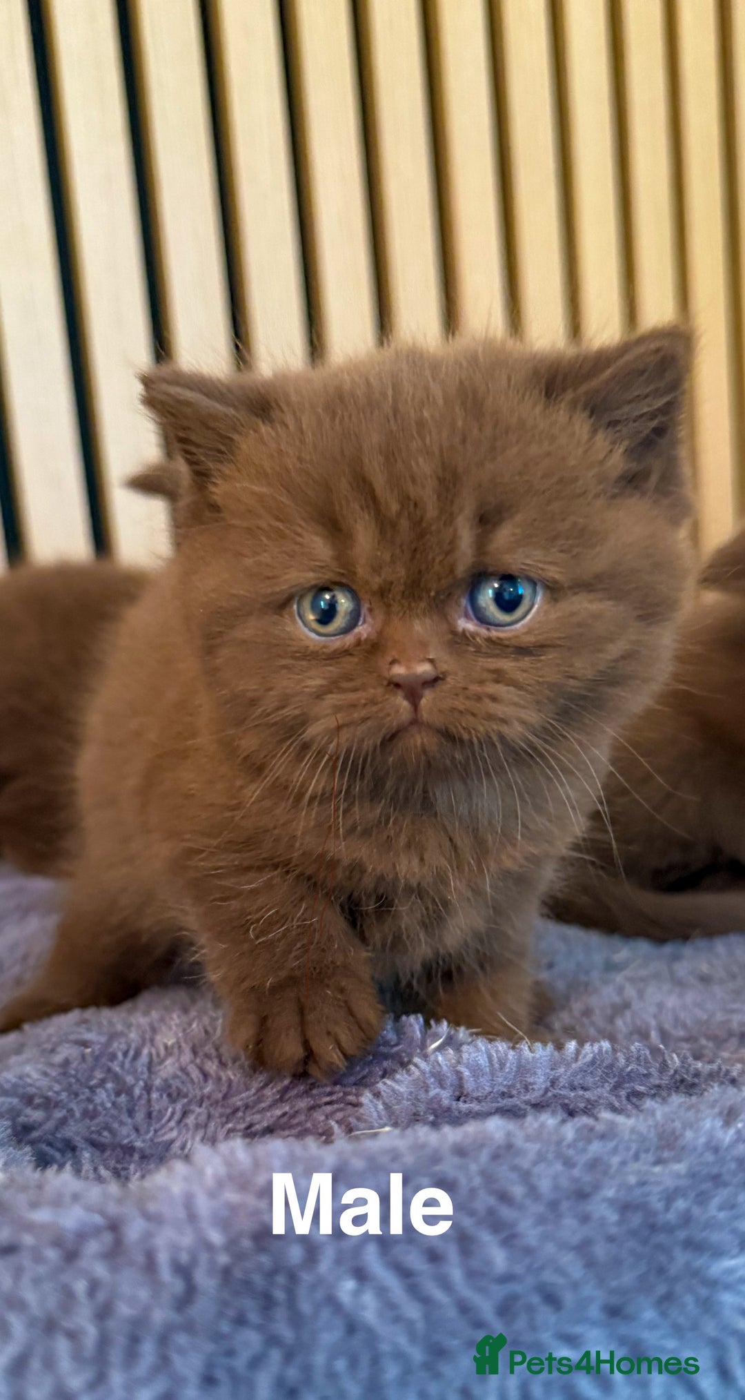 British Shorthair cats for sale: Chocolate/lilac - all cinnamon carriers  - Image 3