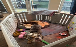 English Bulldog dogs for sale: Beautiful English Bulldog Puppies - Image 15