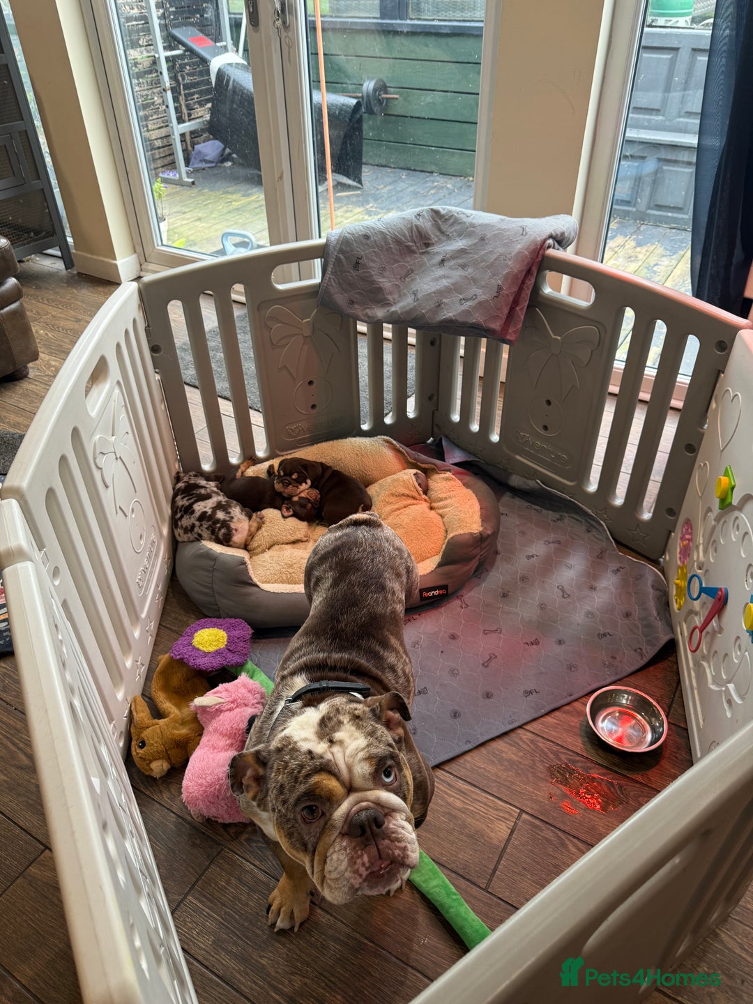 English Bulldog dogs for sale: Beautiful English Bulldog Puppies - Image 15