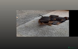 Jack Russell dogs for sale: 3 beautiful barney paws and much Wenlock jr pups - Image 6