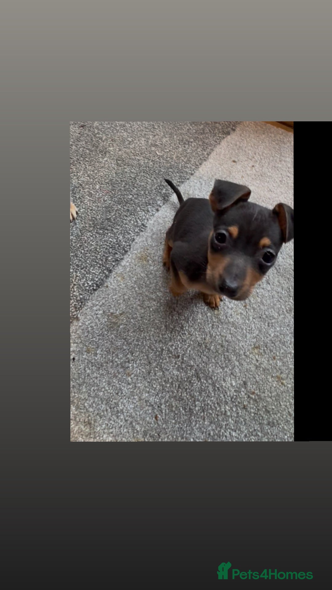 Jack Russell dogs for sale: 3 beautiful barney paws and much Wenlock jr pups - Image 6
