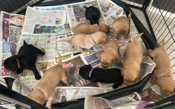 Springador dogs for sale: 3/4 Labrador (Springador x Labrador) Pups for Sale - Image 35