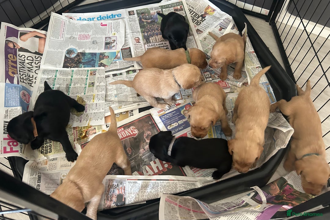 Springador dogs for sale: 3/4 Labrador (Springador x Labrador) Pups for Sale - Image 35