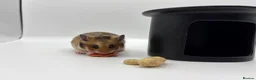 Hamster rodents for sale: Pedigree Syrian hamster pups  - Advert 17