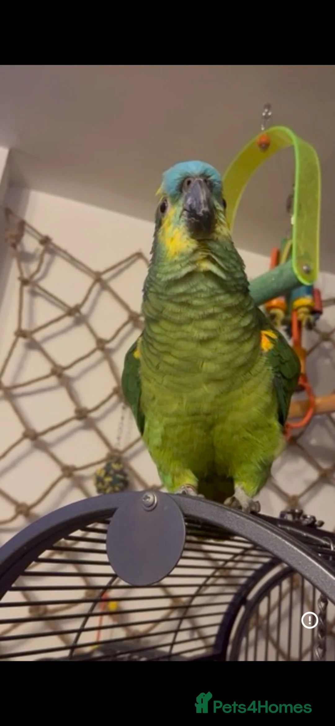 Parrots birds for sale: Blue fronted amazon  - Advert 6