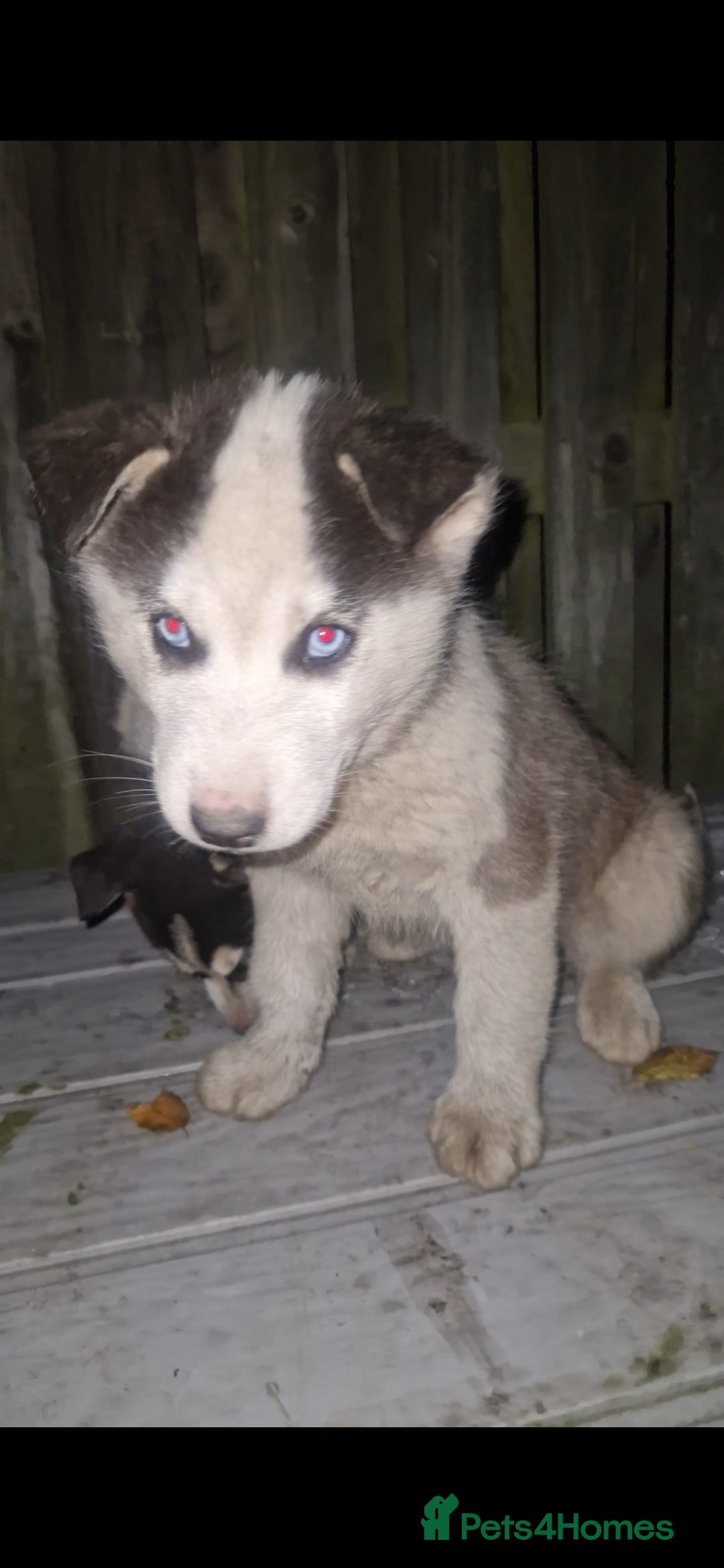 Siberian Husky dogs for sale: Husky puppy's  - Advert 7