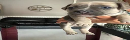 Mixed Breed dogs for sale: Gorgeous French Bull dog cross Chihuahua puppies  - Advert 6