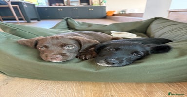 Mixed Breed dogs - Advert 11