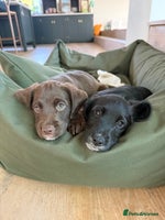 Mixed Breed dogs - Advert 6