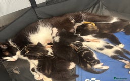 British Shorthair cats for sale: X2 female British shorthaired cross kittens - Image 1