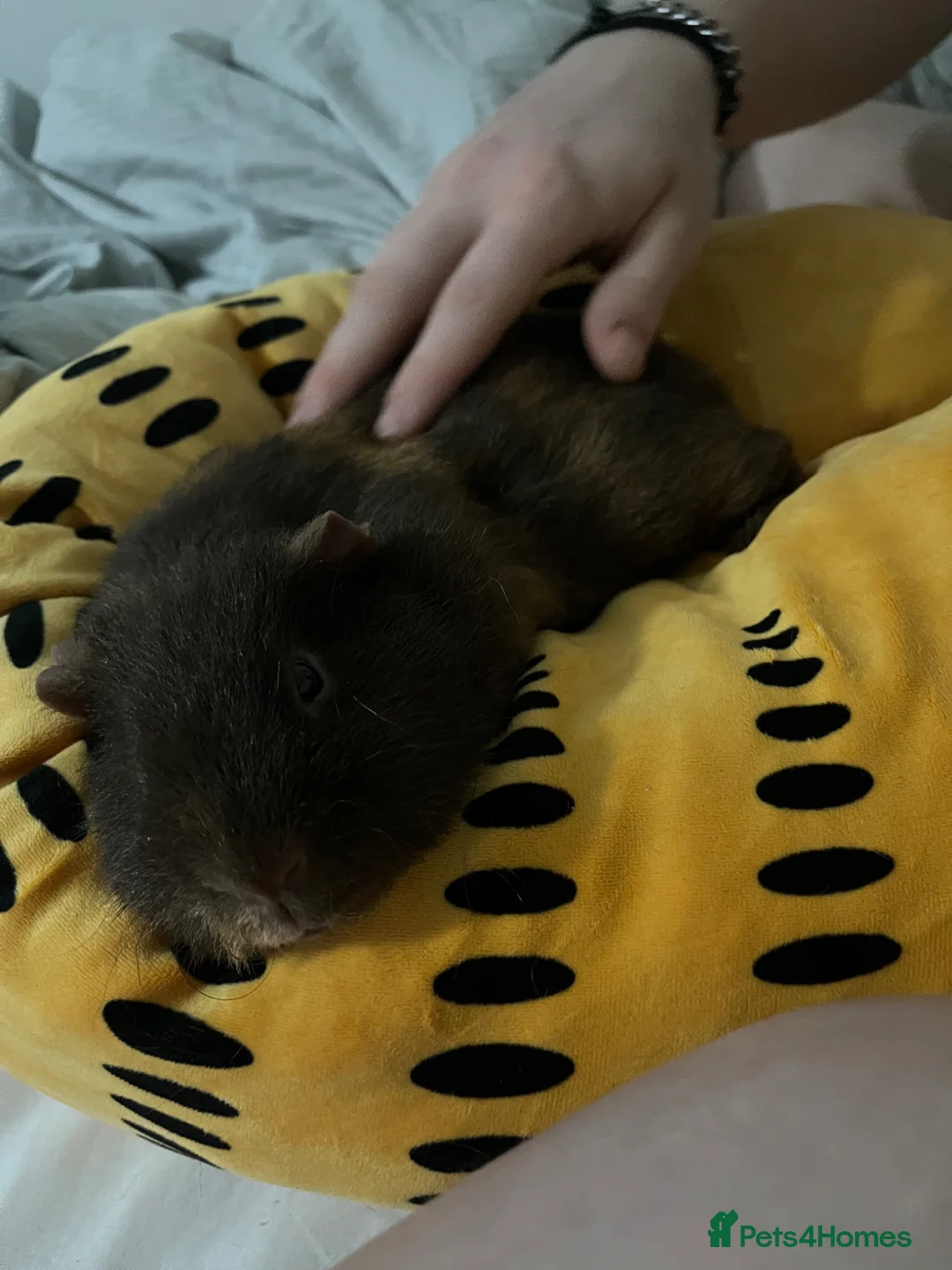 Guinea Pig rodents for sale: Guinea pigs for rehoming  - Advert 2