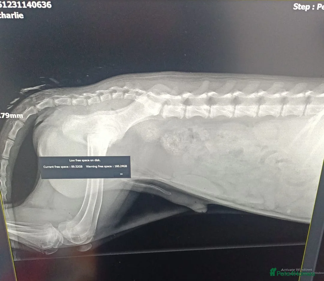 Mixed Breed dogs for adoption: 🐾Meet CHARLIE🐾 - a Lovely Boy for a Loving Home - Advert 13