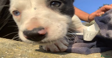 Border Collie dogs - Advert 6