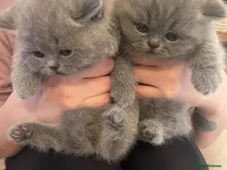 British Shorthair cats GORGEOUS BRITISH SHORTHAIR BLUE GCCF KITTENS - Advert 13