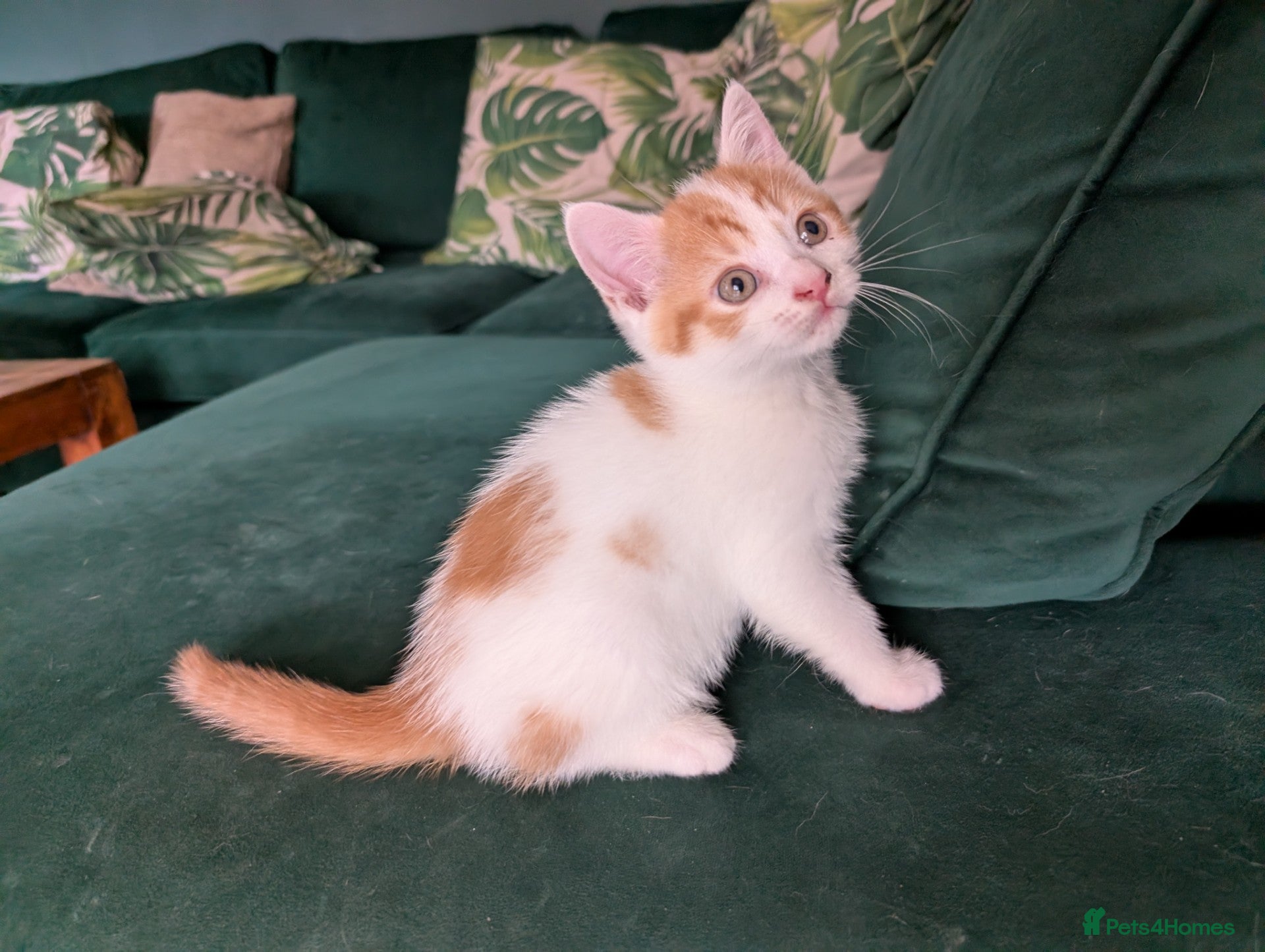 Mixed Breed cats Beautiful kittens for sale - Advert 1