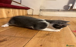 Mixed Breed cats for sale: 5 Mixed Breed Kittens - Image 3