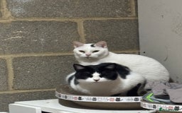 Arabian Mau cats for sale: Zayn & Rafa - Rescue Arabian Maus - Image 5