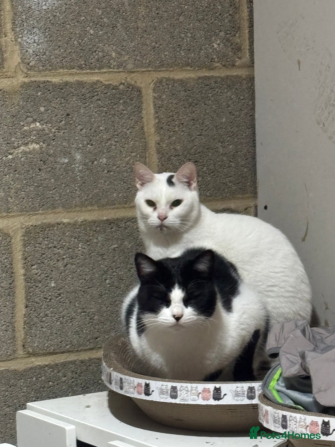 Arabian Mau cats for sale: Zayn & Rafa - Rescue Arabian Maus - Image 5