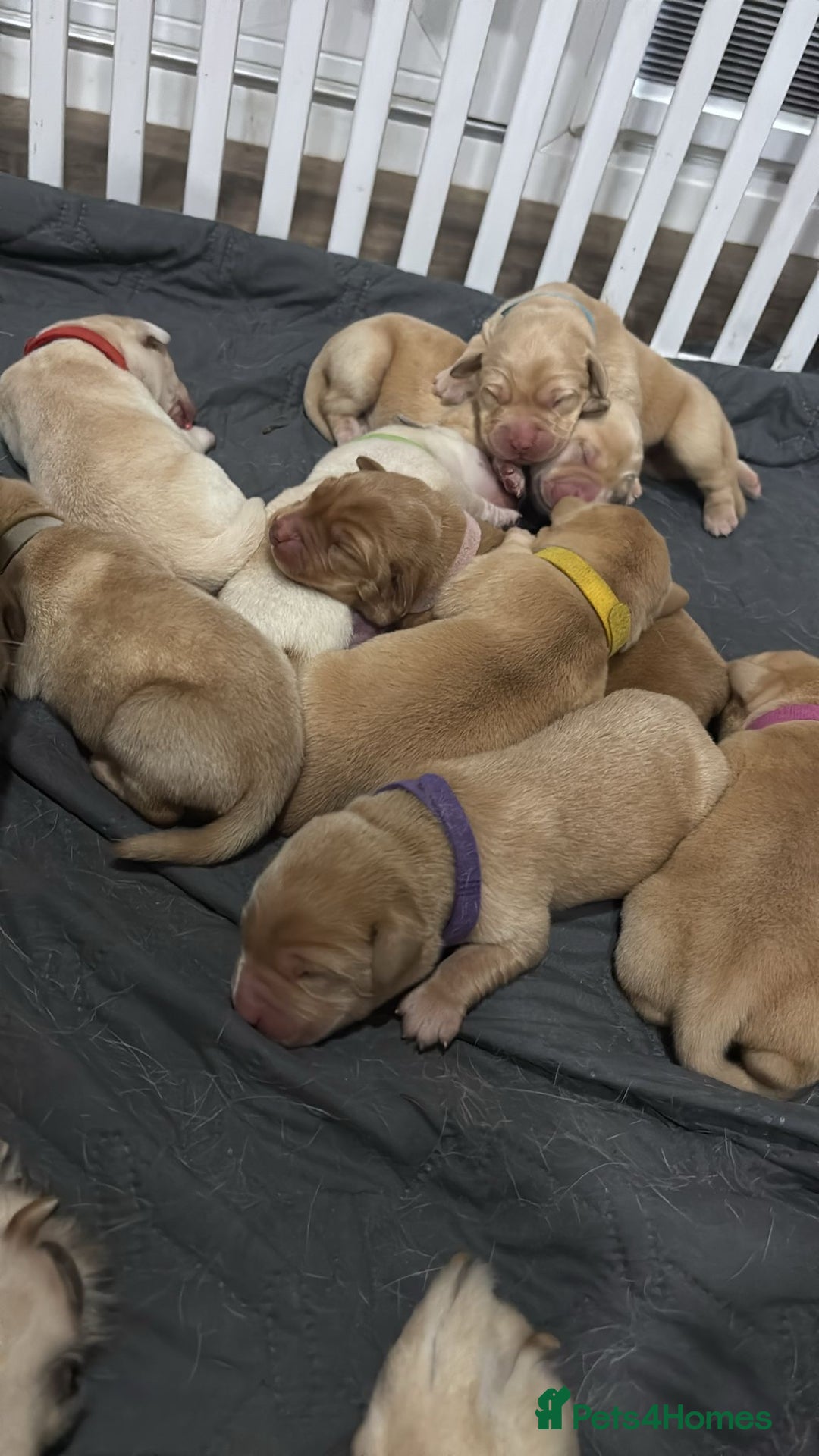 Labrador Retriever dogs for sale: Litter of 9 Labs pale to dark fox red *4 reserved* - Image 2