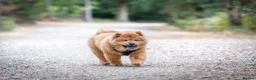 Chow Chow dogs for sale: Beautiful Red Chow Chow Puppy 🐻❤️ - Advert 3