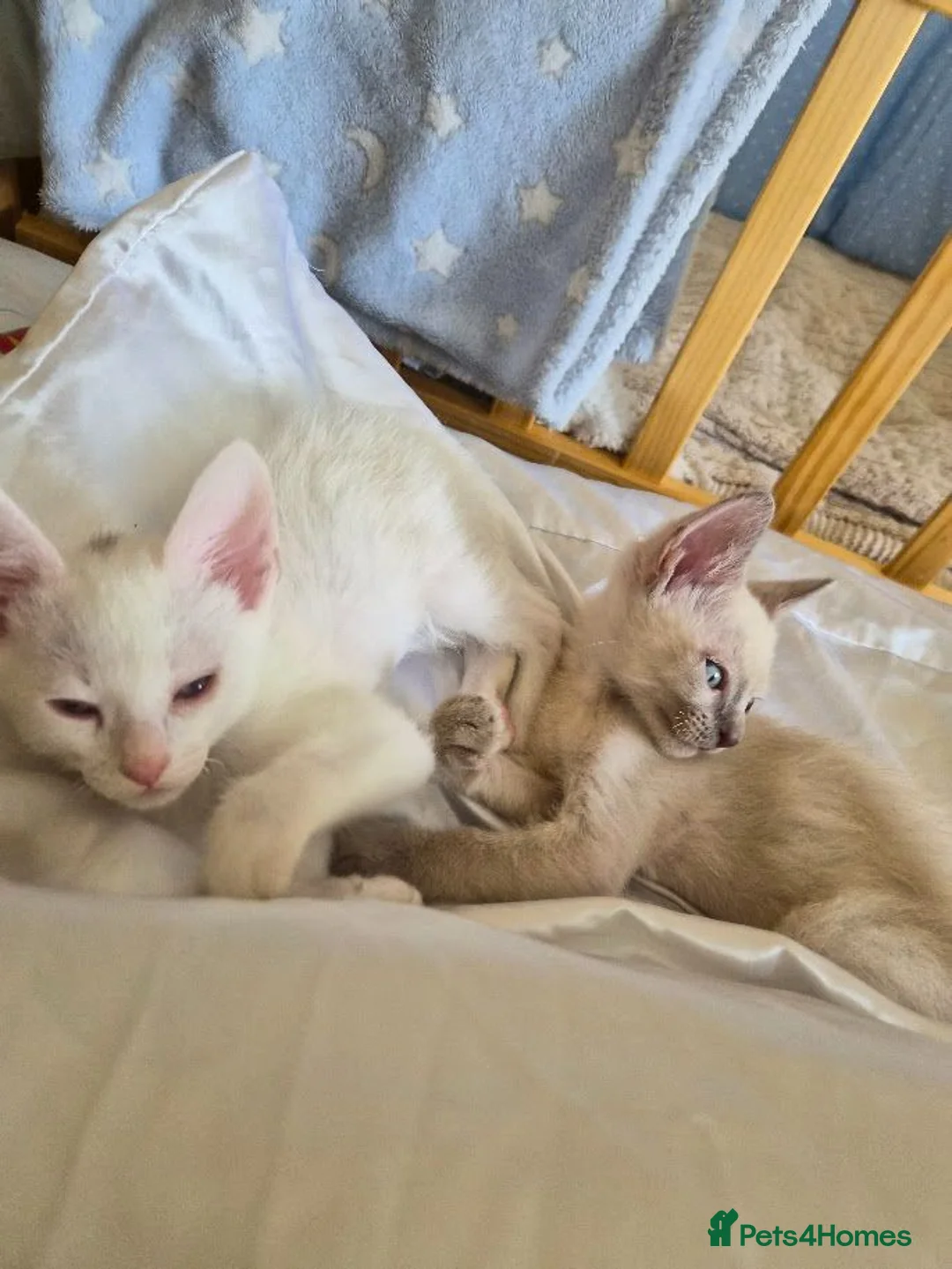 Devon Rex cats for sale: 2 male boys: mix devon-cornish rex - Advert 1