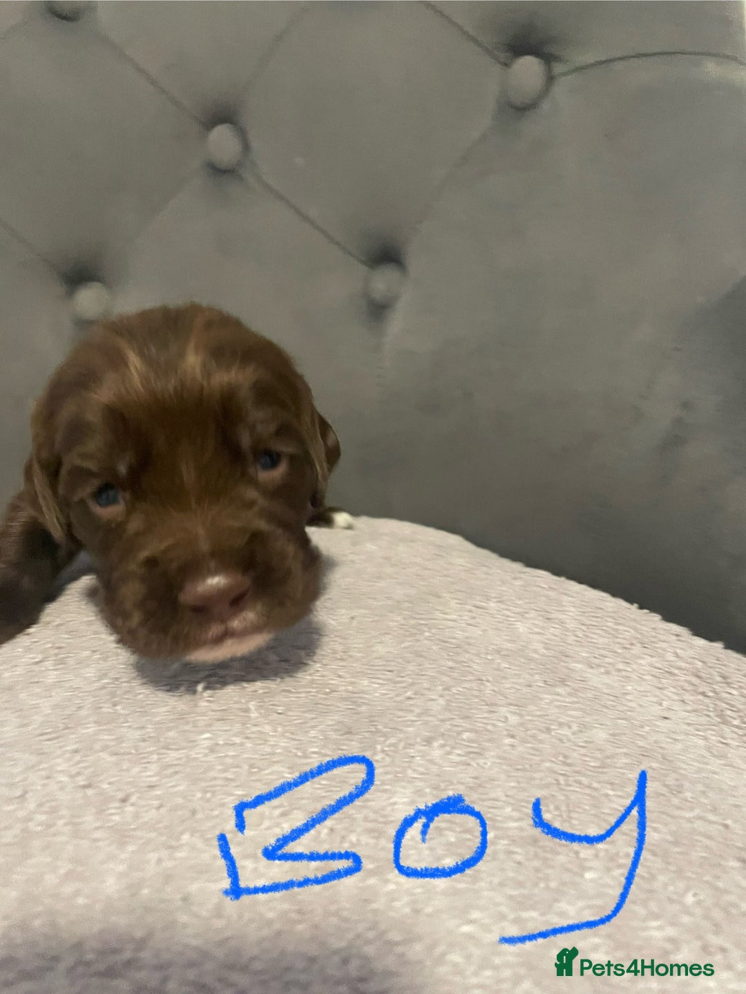 Cocker Spaniel dogs for sale: Working cocker spaniels - Image 2
