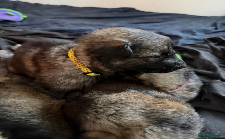 German Shepherd dogs 1 Beautiful chunky German Shepherd girl left - Advert 5