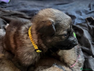 German Shepherd dogs 1 Beautiful chunky German Shepherd girl left - Advert 10