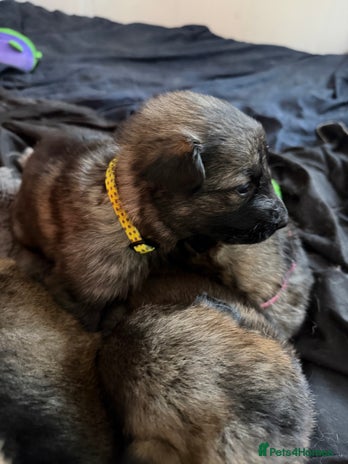 German Shepherd dogs 1 Beautiful chunky German Shepherd girl left - Advert 5
