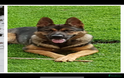 German Shepherd dogs for sale: LITTER DUE  - Image 2