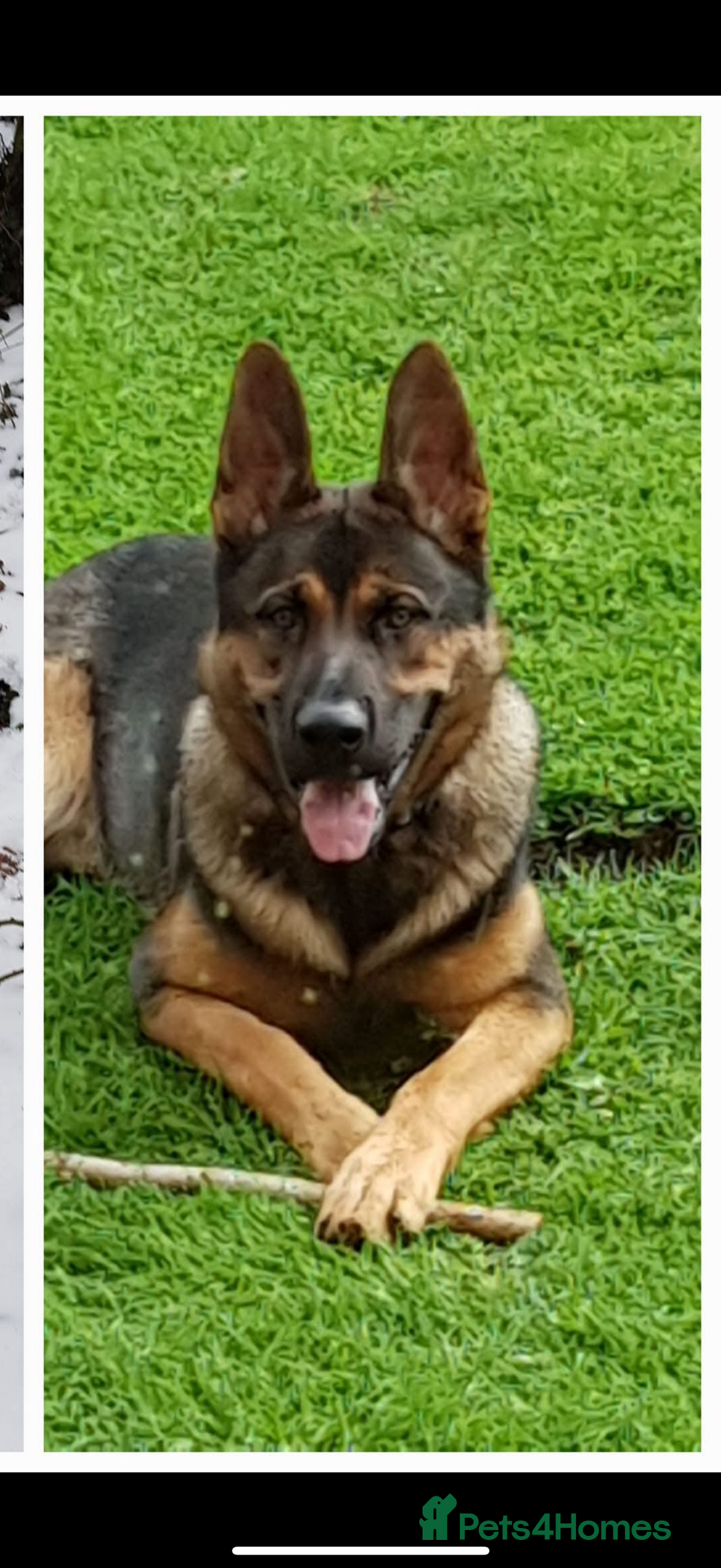 German Shepherd dogs for sale: LITTER DUE  - Image 2