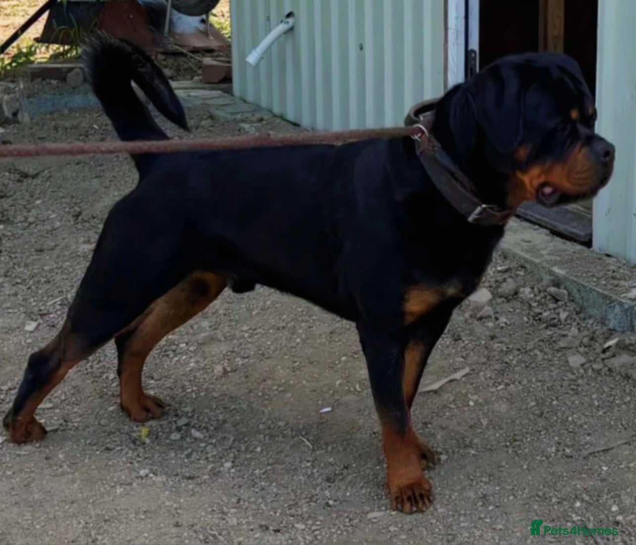Rottweiler dogs Serbian Import - OTTO for stud  in Doncaster - Advert 1
