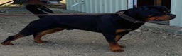 Rottweiler dogs for stud: Serbian Import - OTTO for stud  in Doncaster - Advert 1