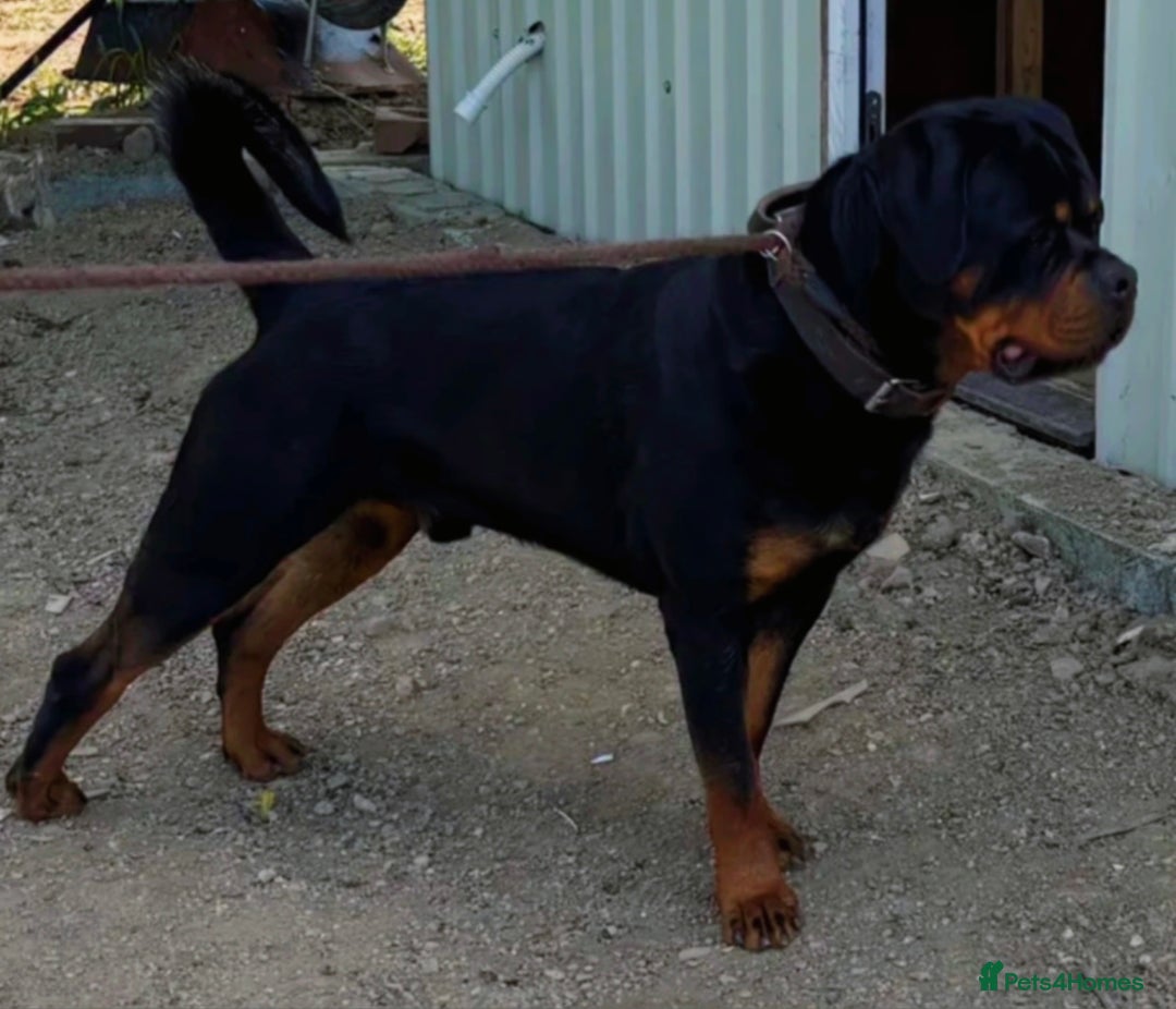 Rottweiler dogs for stud: Serbian Import - OTTO for stud  in Doncaster - Advert 1
